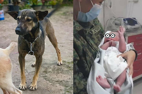 男子騎車遭狗狗狂吠 好奇跟隨竟發現一棄嬰!