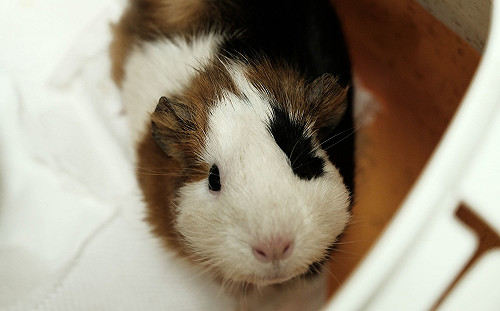 天竺鼠車車熱潮 動保處呼籲勿衝動飼養以免收罰單