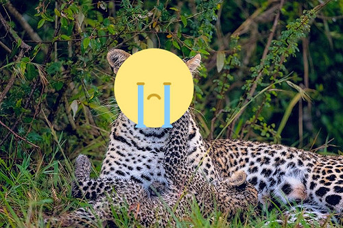 是親生的！花豹媽被小屁孩吵醒　「一臉厭世」笑翻網友