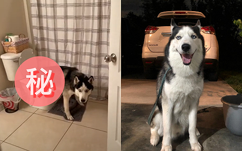 (影)二哈「噓噓」竟自動跑到廁所 主人驚呼:怎麼回事!