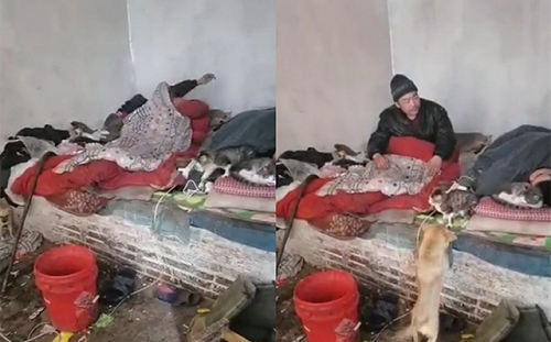 爛泥扶不上牆! 懶父子吃喝拉撒都在床上 養的牛還活活餓死 扶貧幹部直接放棄