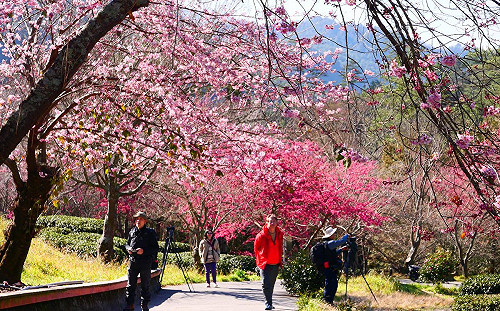 2021賞櫻必追！全台6大賞櫻景點一次看