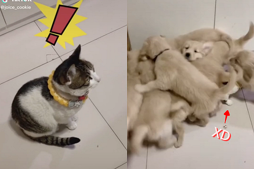 熱情狗崽團團圍住　貓咪「面有難色」狂後退：快來救駕！