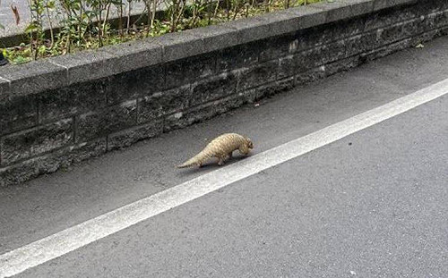 穿山甲欸!賴品妤路上驚見野生保育類動物 動保處建議可這樣做...