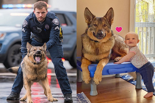 (影)反差好大!K9警犬變「小妹控」只分享玩具給她讓爸狂吃醋