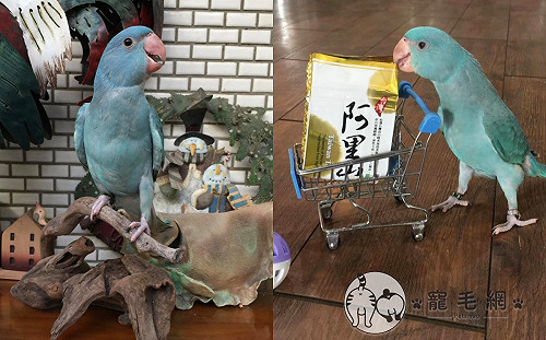 (影)月輪鸚鵡「學公雞叫」叫醒主人　媽笑：你是雞嗎？