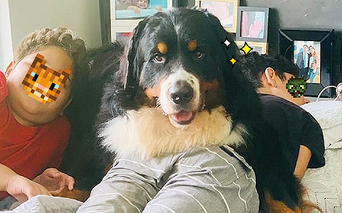 狗狗「泰山壓頂」小主人不起床自信笑：這樣總醒了吧！