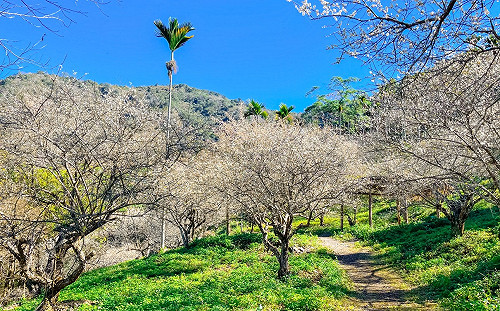 春節何處去？高市觀光局規劃6條主題遊程路線