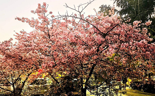 新店「櫻花王」綻放!陽光運動公園花期開到3月中
