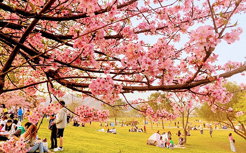 河濱「櫻花王」炸開 新店陽光公園美不勝收
