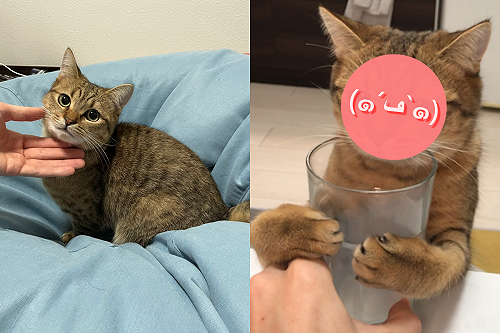 (影)早上喝牛奶卻被貓貓盯上　上班遲到想喊冤：是牠啦！