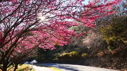 武陵櫻花季登場！4大交通疏運措施每日限6千人入場