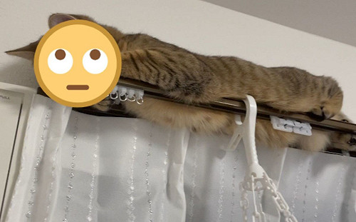 是鴕鳥來著？萌貓玩「捉迷藏」只遮眼卻露肚肚笑翻奴才