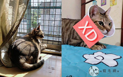 (影)貓貓不愛小花甜甜圈　主人大手一揮：那你戴泡麵碗！