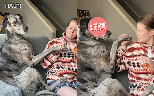 大丹犬怕剪指甲  狗爪搭人類手臂「誠懇對視」：妳愛我吧？