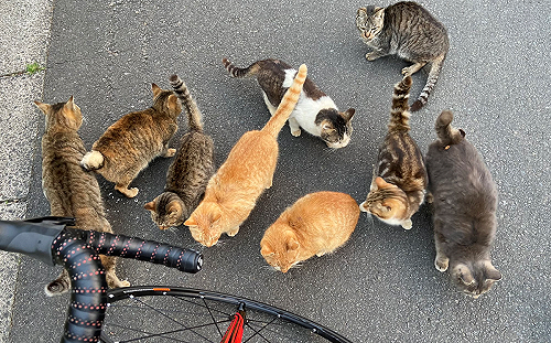 路上被一群「肥貓」擋住　貓咪：交出過路費！