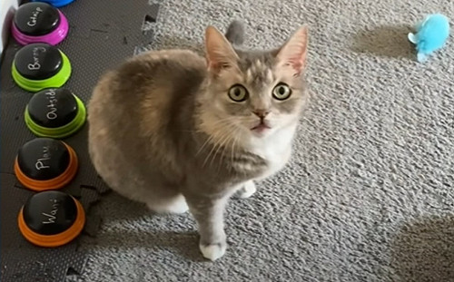 (影)貓皇透過按鈕向奴才表達意見　媽卻發現牠最愛「這個字」