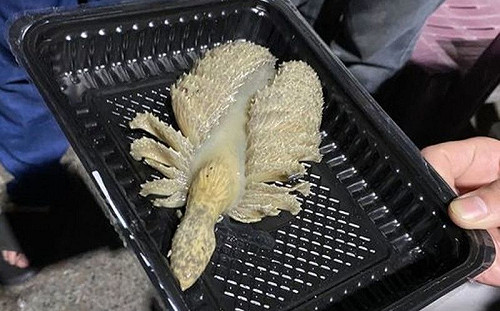 海裡釣出「異形生物」！內行曝真身