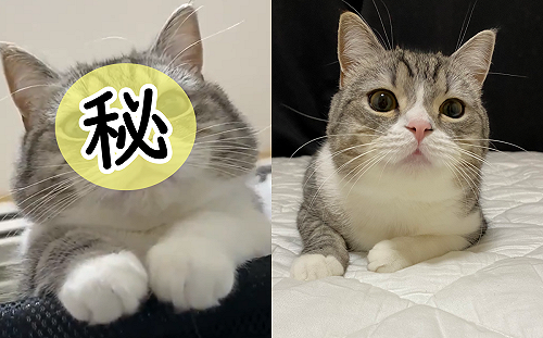 (影)主人睡過頭驚醒　竟看到一張「大貓臉」