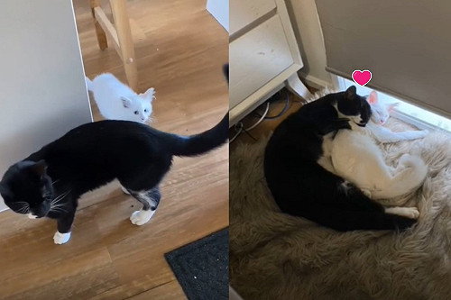 原來想要妹妹？家貓觀察小浪貓　竟主動邀牠「進屋」！