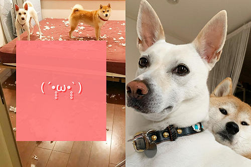 (影)開門看到床鋪盛開「滿天星」主人哭著笑：真漂亮！