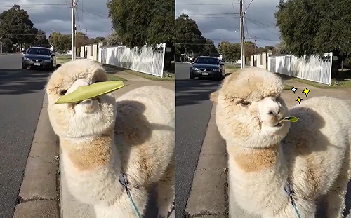 (影)葉子太大！羊駝施展「唇舌大法」輕鬆解決：偶真棒！