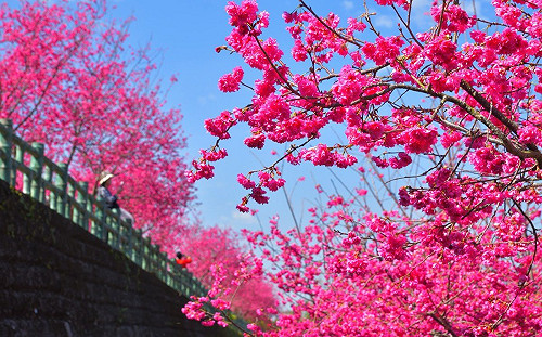 偽出國！2021年嘉義縣春季賞花景點懶人包大公開