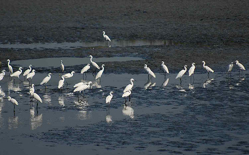 鰲鼓賞鳥濕地遭排放廢水？  嘉縣環保局查緝無異常