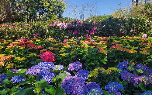 打卡新景點！大安森林公園「杜鵑冶園」228連假開放