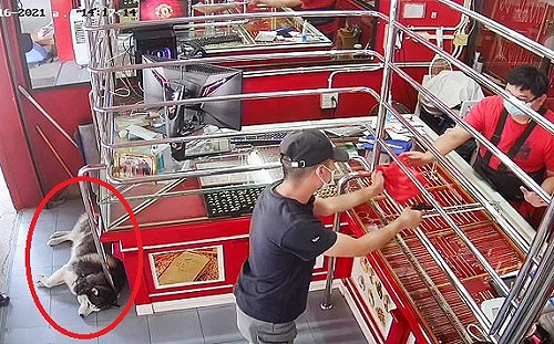 (影)泰國銀樓老闆模擬遭搶 店狗哈士奇全程昏睡逗笑網友