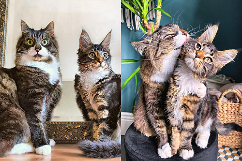 (影)貓哥哥一臉「老媽樣」霸氣狂舔喵小弟全身：這樣才帥氣啊！