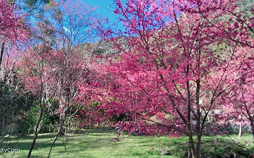 228連假搭公車樂遊臺中  上山下海輕輕鬆鬆