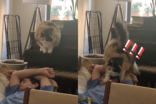 貓咪飛越沙發一腳「命中人類」　熟睡中驚醒：發生什麼事？！