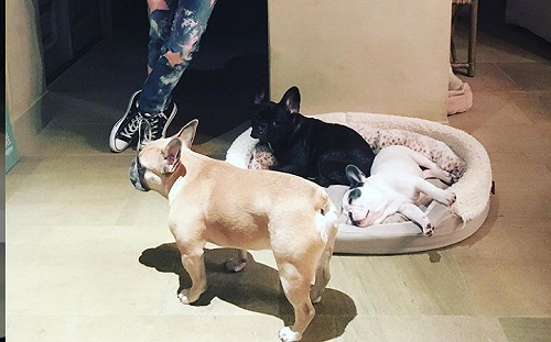 Lady Gaga愛犬找到了!女子巷內尋獲:千萬賞金入袋