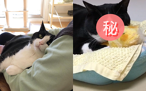 (影)心愛主人不在家  賓士貓「極其忍耐」表情超厭世:到底多久回來!