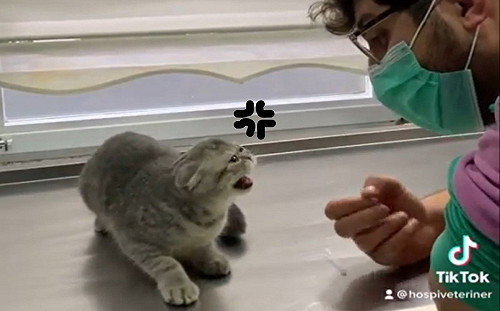 (影)貓咪看診一臉呆萌　獸醫打針後拉長音吼叫：你敢欺負朕！