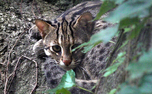 睽違20多年！  北市動物園喜迎3隻新生石虎寶寶