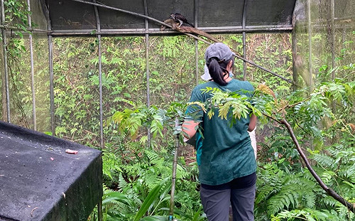 世界野生動植物日  新北多管道救援野生動物每天18隻