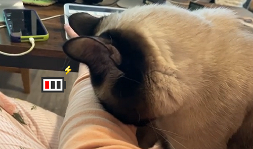 (影)貓執意打擾奴才辦公　不敵睡意「貼手臂」打瞌睡：借瞇一下！