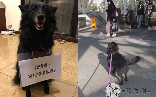 (影)黑狗守捷運站外「討摸摸」 萌翻眾多網友:我也要去!