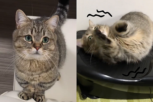 (影)虎斑貓躺震動版「大抖肥肉」主人爆笑：地震演習？