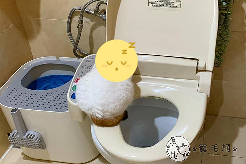 天冷聰明貓皇免治馬桶上「取暖」網一看笑噴:很懂用!