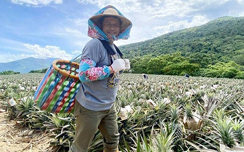 力挺農民不怕「旺來」禁忌！交通部花550萬認購7.6萬顆鳳梨