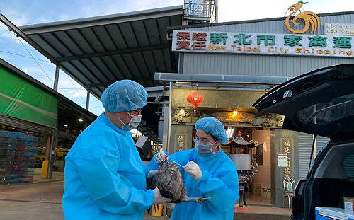 俄國通報全球首例「新型禽流感傳人」  新北動保處3方面著手全面防範
