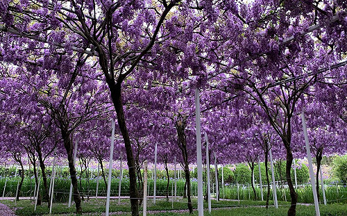 浪漫紫大爆發!淡水紫藤花園夢幻登場3/20開放參觀