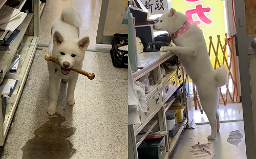 (影)「汪店員」搞不定收銀機嗚嗚叫好委屈 網笑:菜鳥第一天?