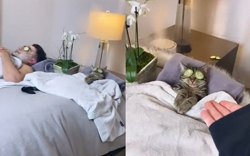 回家發現貓與丈夫爽做SPA　妻子：開什麼國際玩笑？