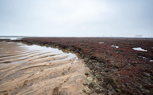 鄭文燦2千字講述護藻礁歷程 潘忠政:說法跟過去一模一樣