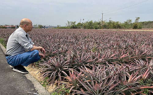 預告新片談農業產銷?失業菜販韓國瑜突PO蹲鳳梨田照掀熱議