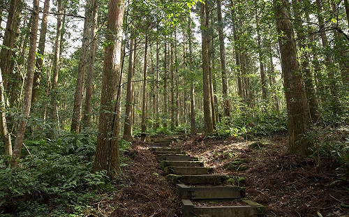 武漢肺炎》在家防疫別亂跑!7大類森林遊樂區明起暫停開放至5/28